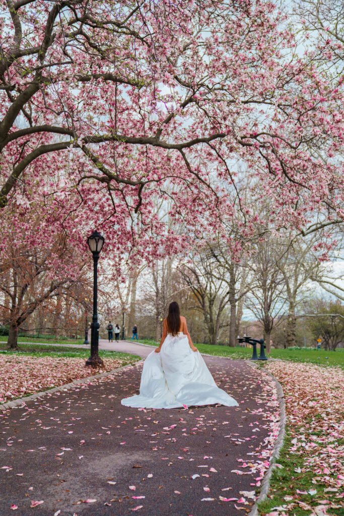 Central Park photo with the cherry blossoms