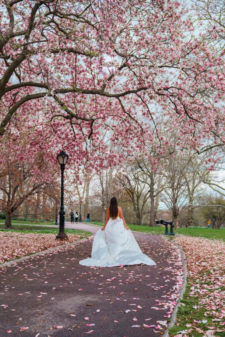 Central Park photo with the cherry blossoms